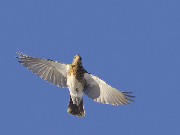 Räkättirastas, Fieldfare, Turdus pilaris